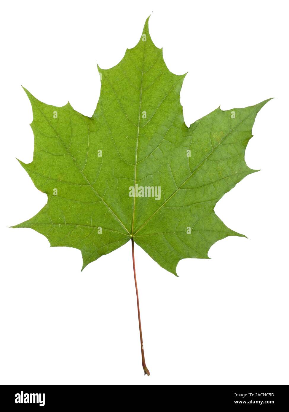 Norway maple (Acer platanoides) leaf Stock Photo Alamy