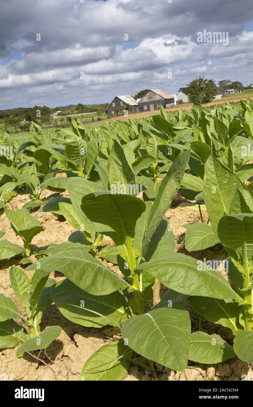 Tobacco growing in Cuba Stock Photo