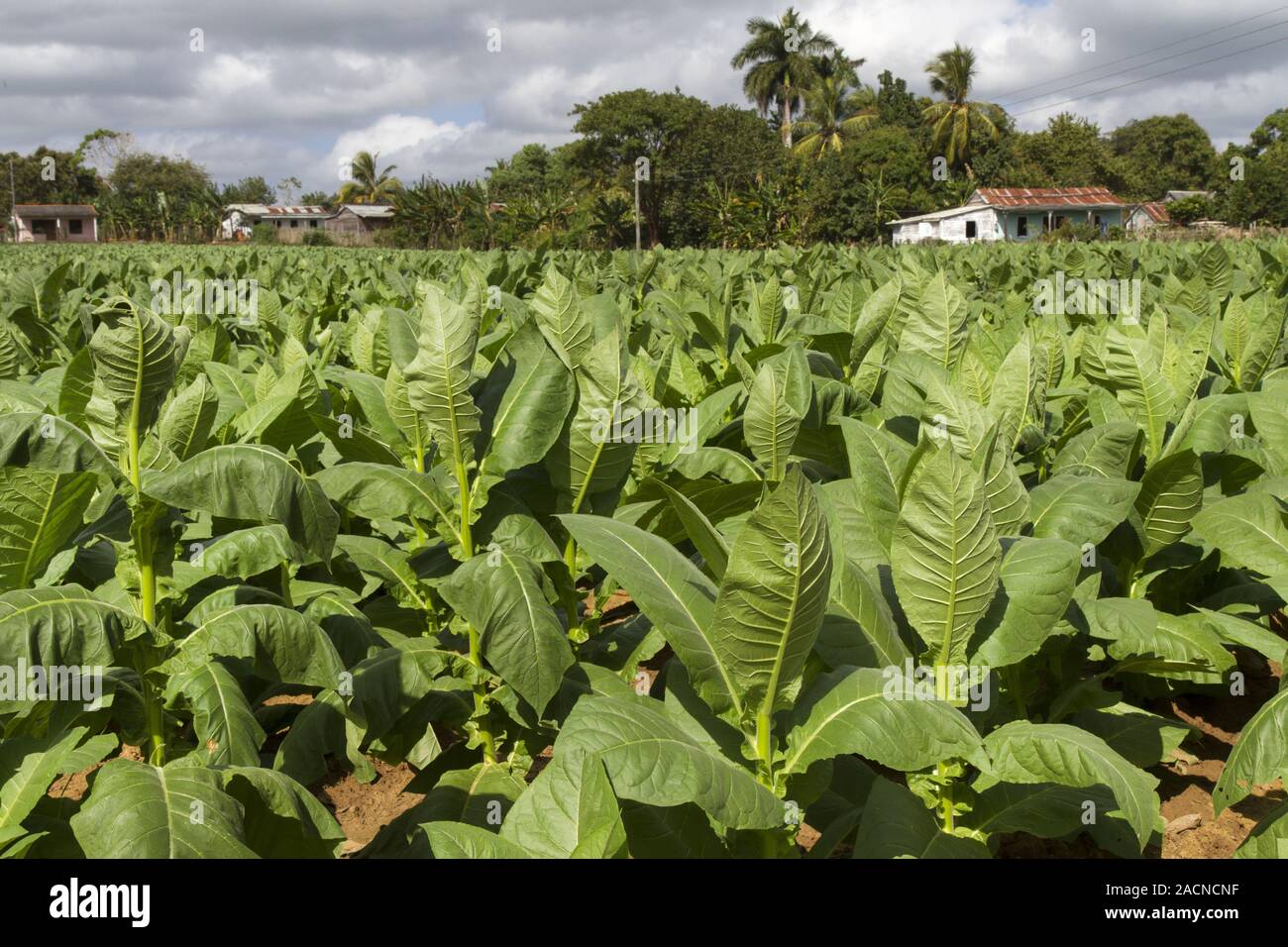 Tobacco growing in Cuba Stock Photo