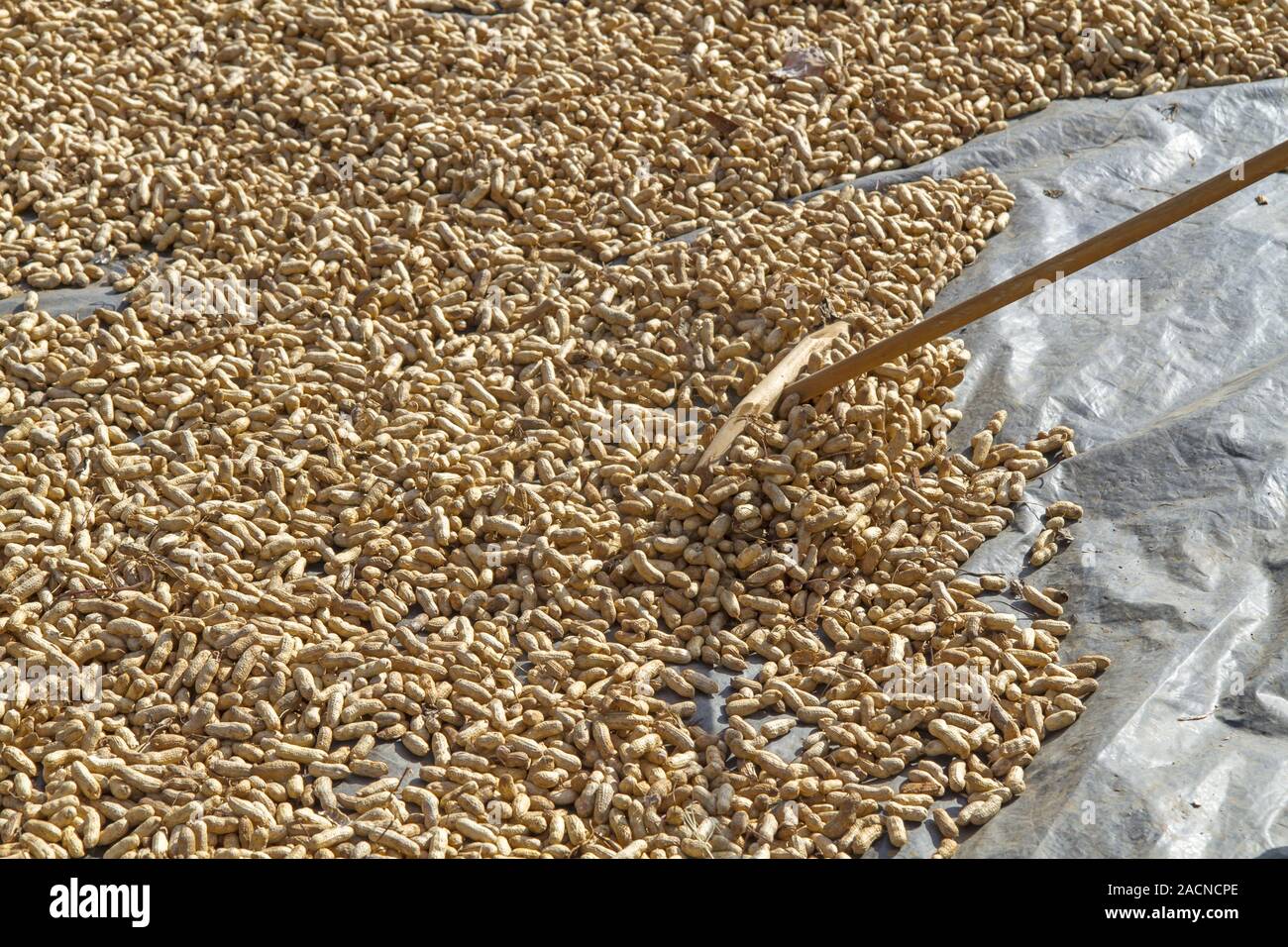 Fresh peanuts dry in the sun Stock Photo