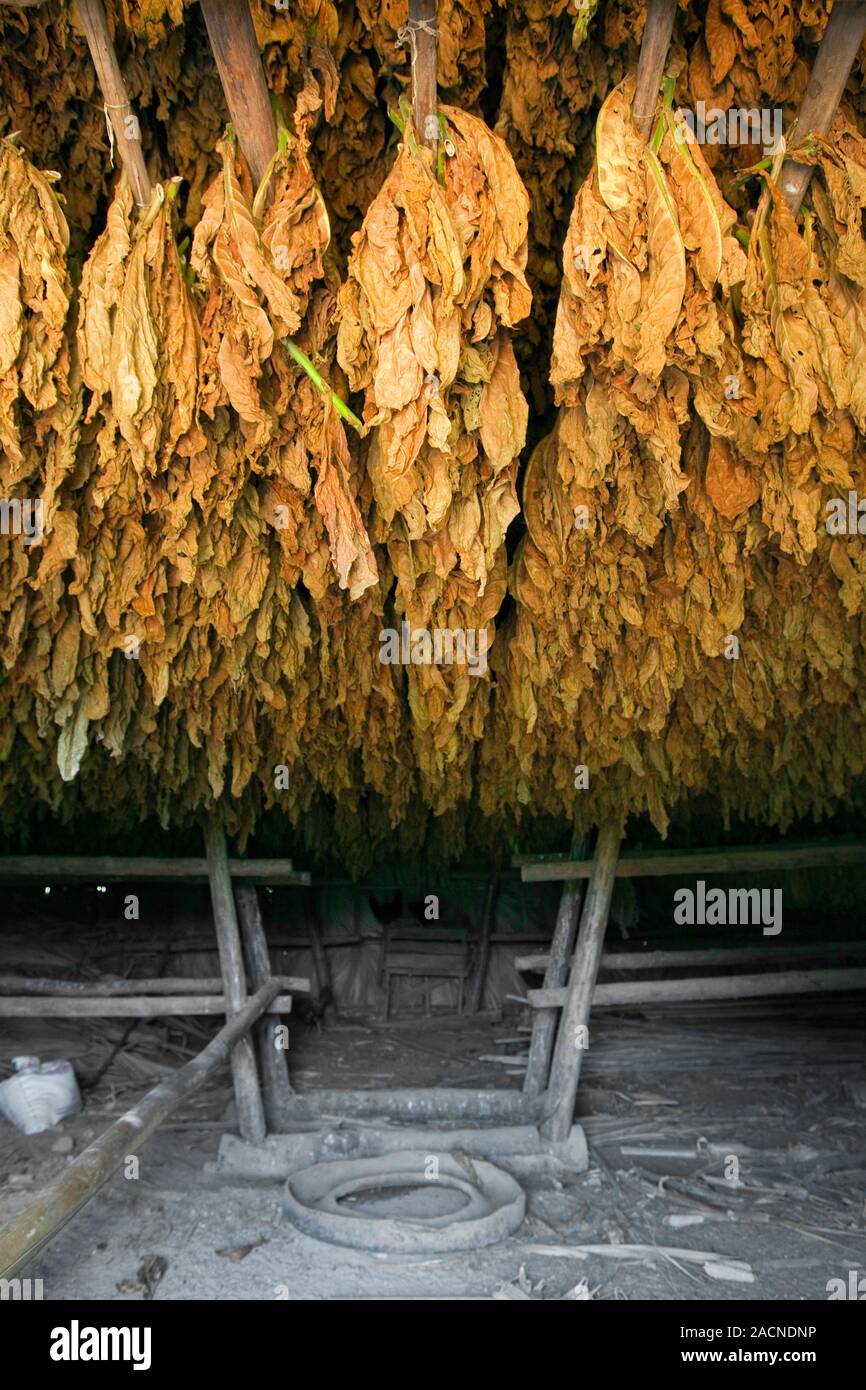 tobacco plants pictures Tobacco drying room. Harvested tobacco plants (Nicotiana tabacum) hung up  to dry on racks in a drying house on a farm in Cuba. The dried tobacco  leave Stock Photo
