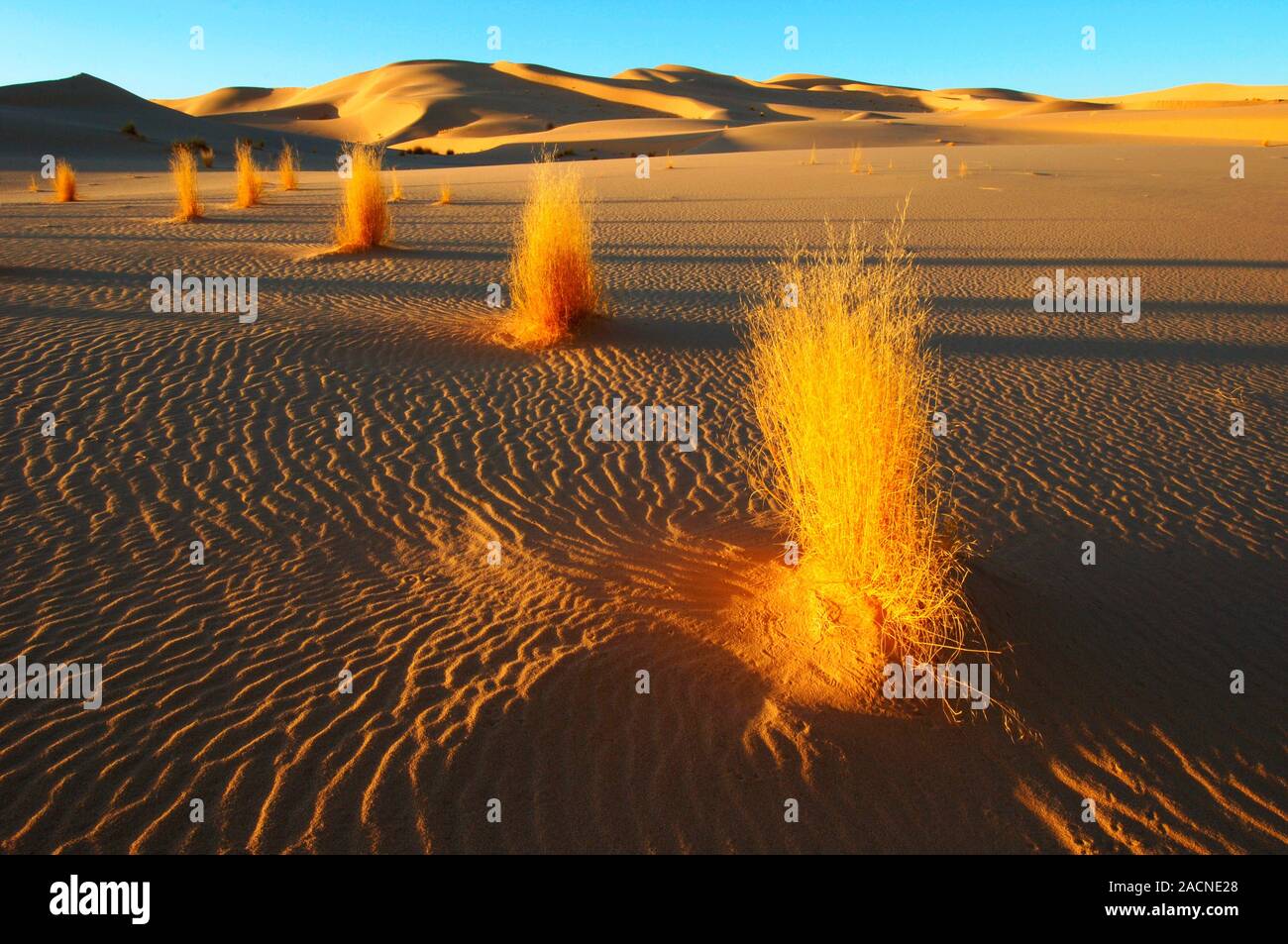 Desert plants. Photographed in the Algerian Sahara Stock Photo Alamy