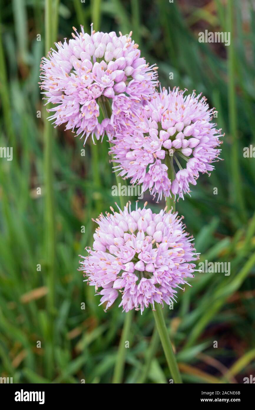 Allium Senescens Montanum Stock Photo Alamy