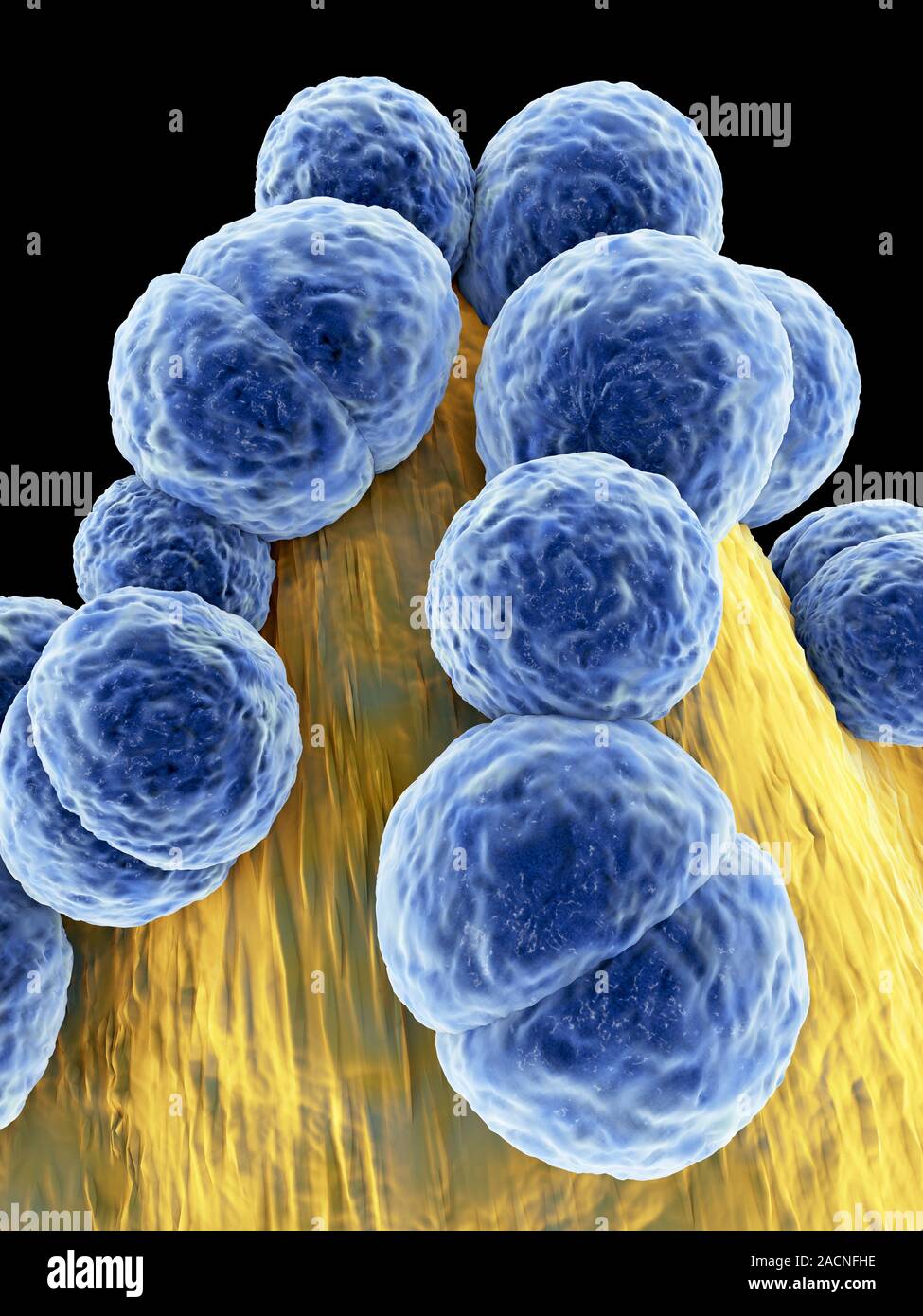 Staphylococcus aureus MRSA bacteria, computer artwork. Methicillin ...