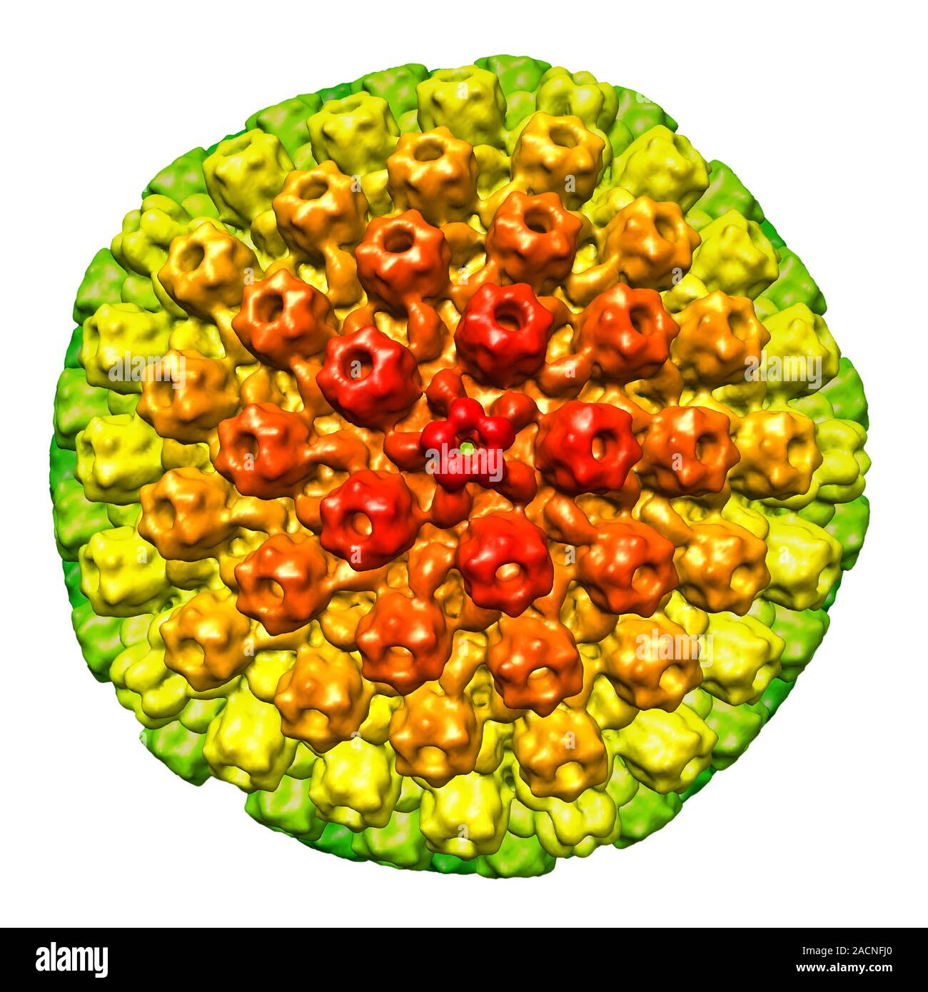 Herpes virus particle, 3D coloured surface map of the envelope. Each