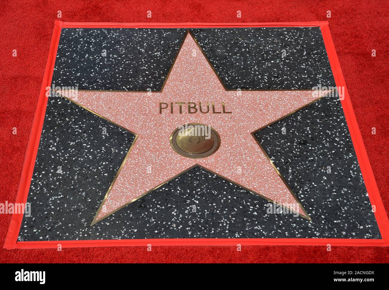 LOS ANGELES, CA. July 15, 2016: Singer Pitbull's star on Hollywood Blvd  where Pitbull was honored with the 2,584th star on the Hollywood Walk of  Fame. © 2016 Paul Smith / Featureflash Stock Photo - Alamy