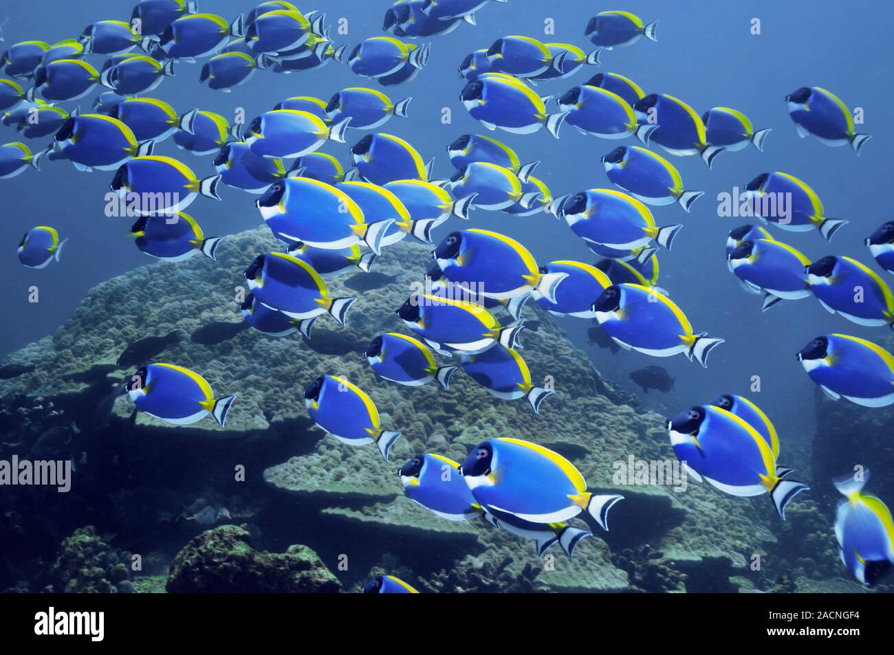 Powder blue tangs. Shoal of powder blue tangs (Acanthurus leucosternon