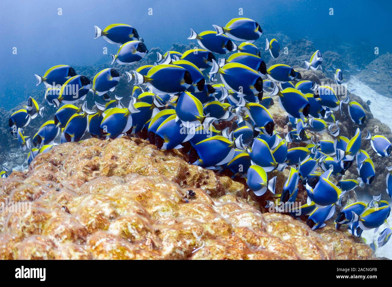 Powder blue tangs. Shoal of powder blue tangs (Acanthurus leucosternon