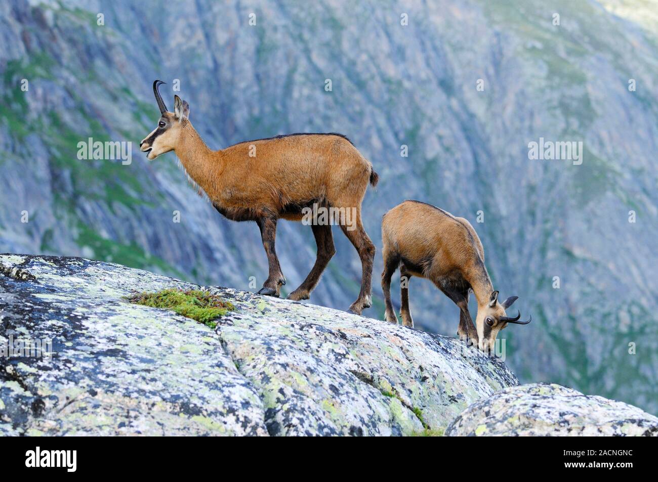 Chamois (Rupicapra rupicapra). This goat-like animal inhabits mountainous regions and is an excellent climber. Both males and females have short horns Stock Photo
