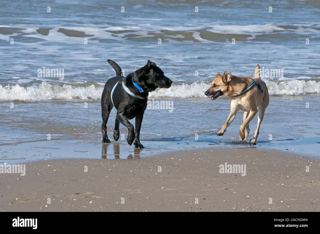 Animal hybrids hi-res stock photography and images - Alamy