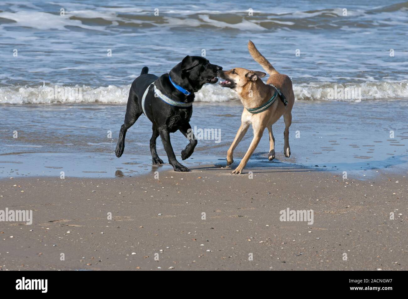 Animal hybrids hi-res stock photography and images - Alamy