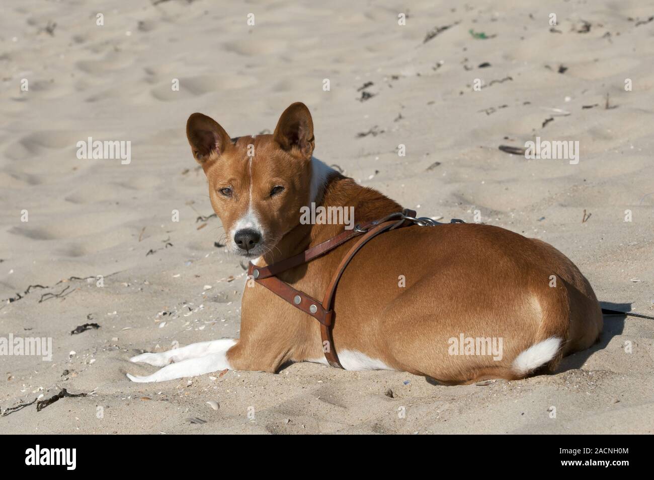 Basenji, African Bush Dog or Congo Dog Stock Photo