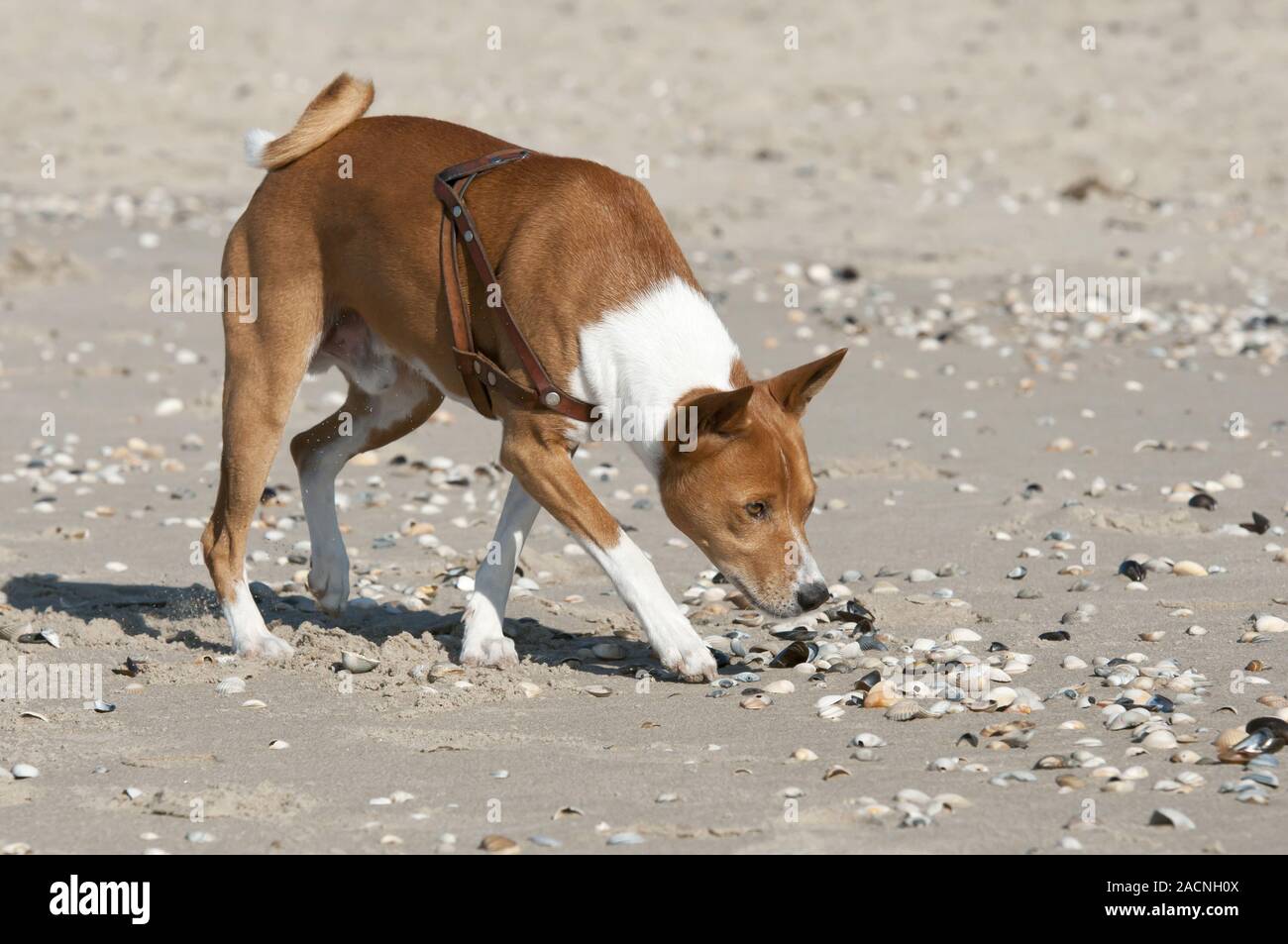 Basenji, African Bush Dog or Congo Dog Stock Photo