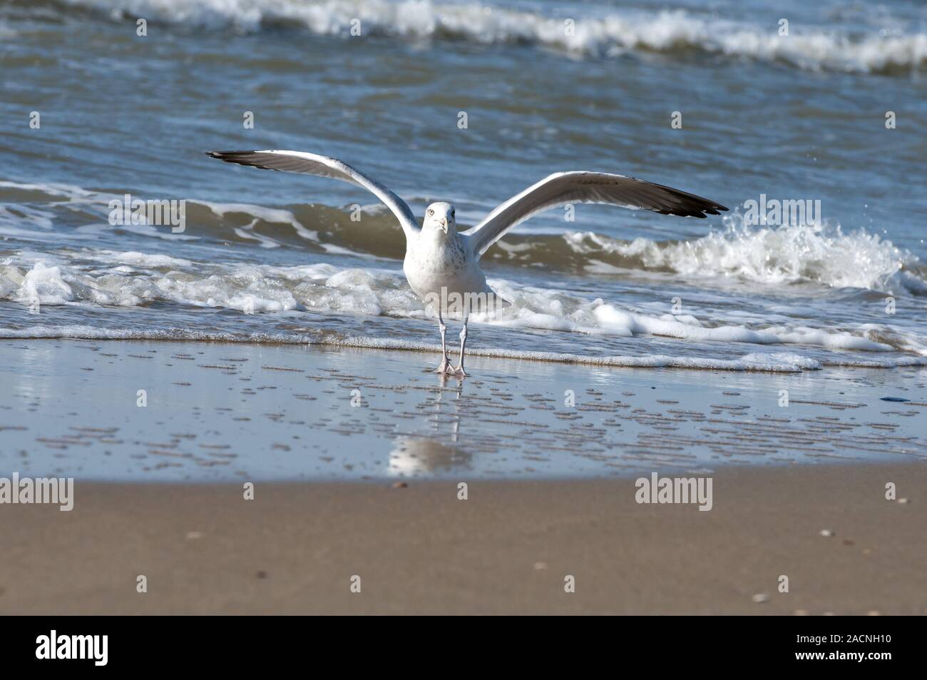 seagull Stock Photo