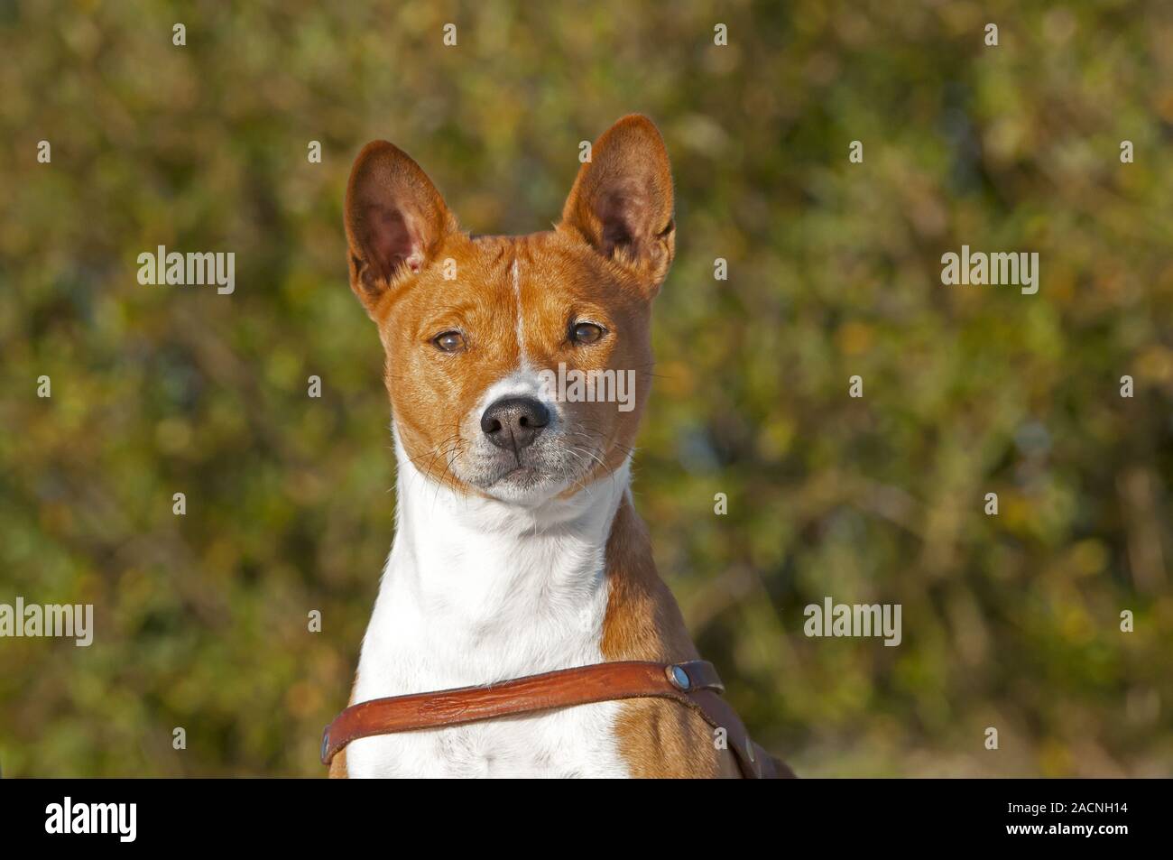 Basenji, African Bush Dog or Congo Dog Stock Photo