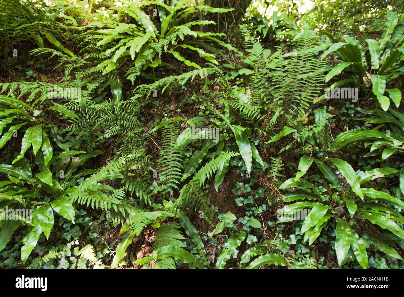 Selection of ferns growing in a shady tree lined area. Ferns are