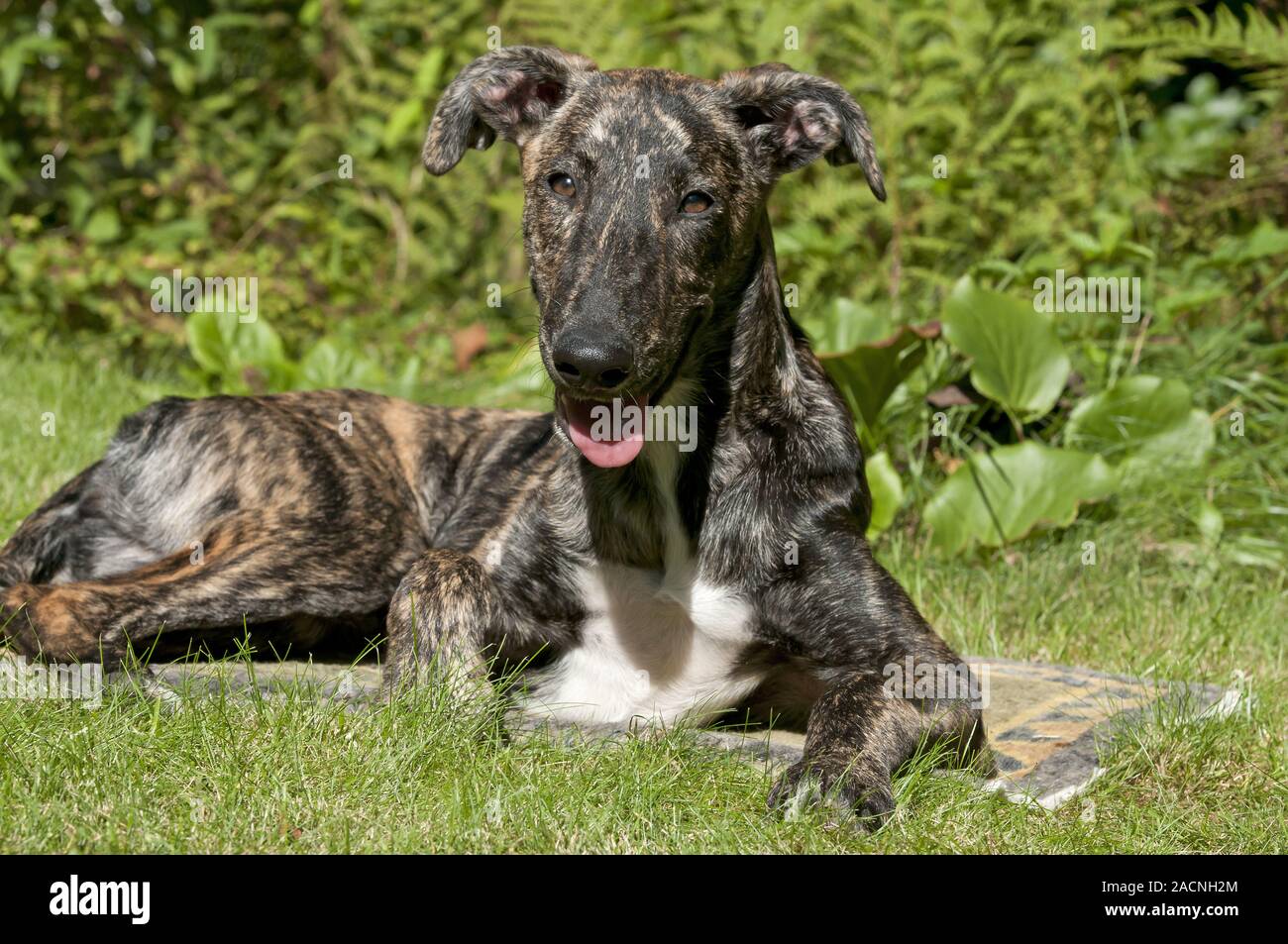 Galgo Espanol or Spanish sighthound Stock Photo
