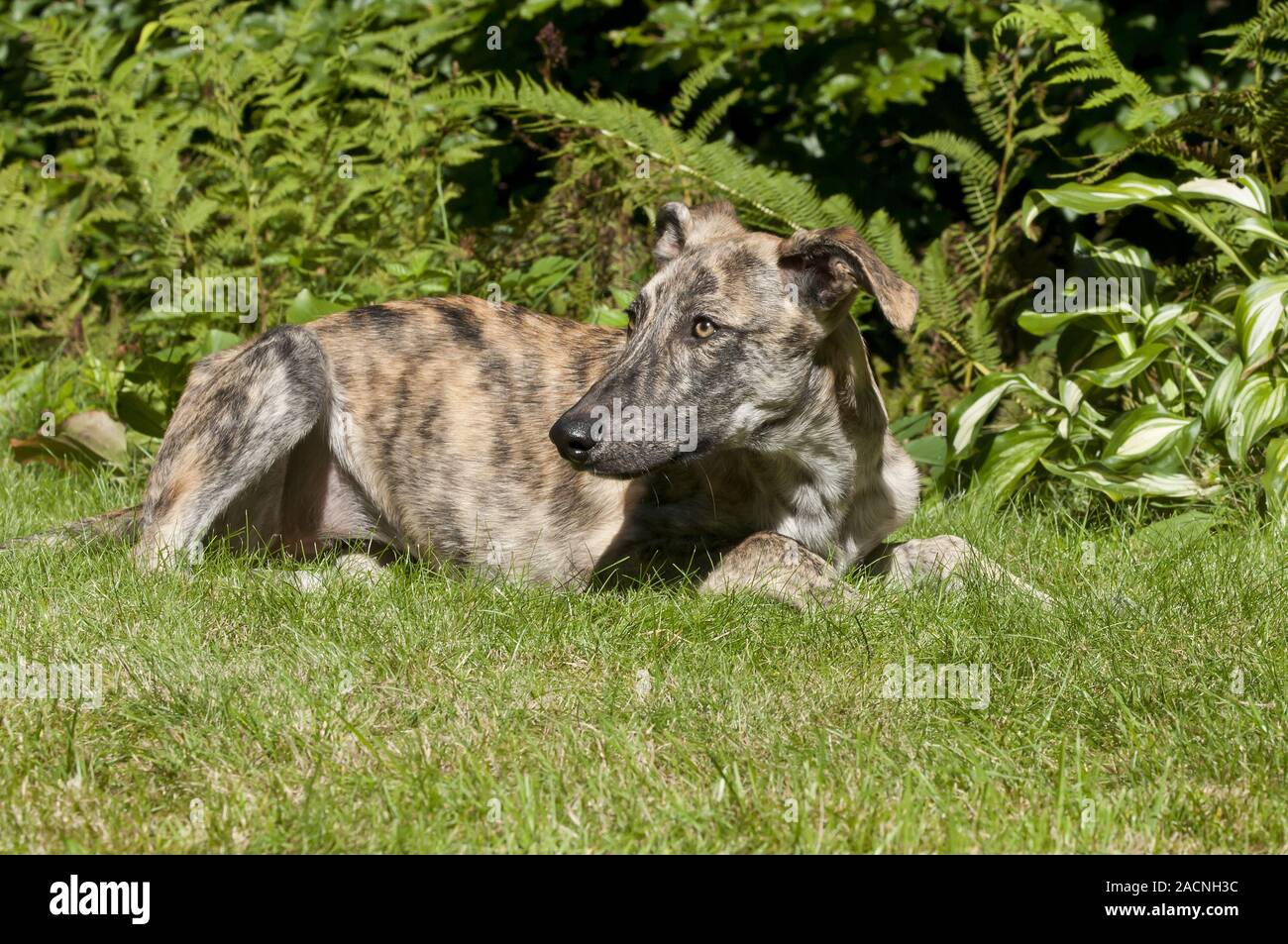 Galgo Espanol or Spanish sighthound Stock Photo