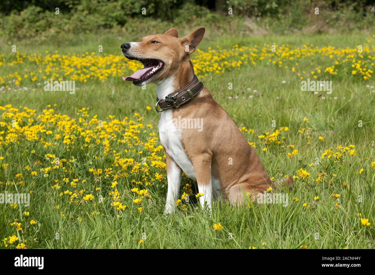 Basenji, African Bush Dog or Congo Dog Stock Photo