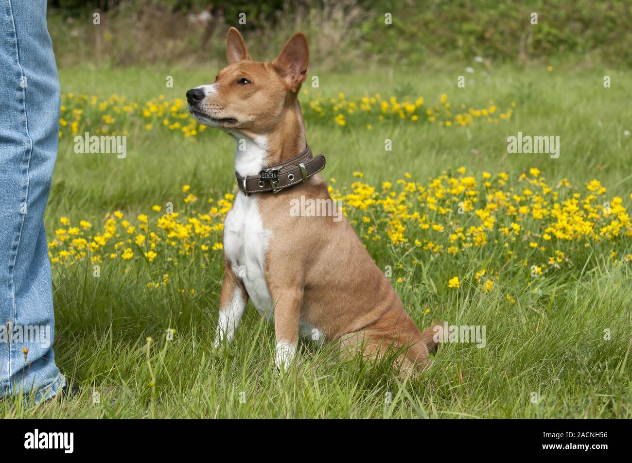 Basenji, African Bush Dog or Congo Dog Stock Photo