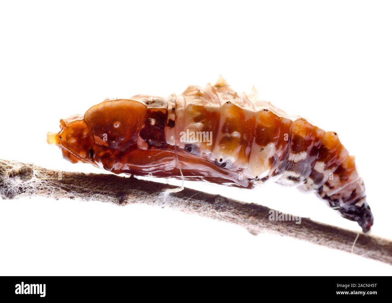 larva season 2 episode 1-52