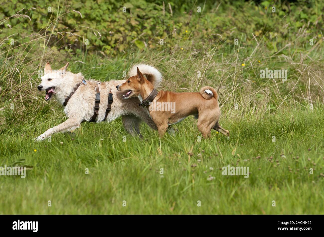 Saluki Dog Stock Photo