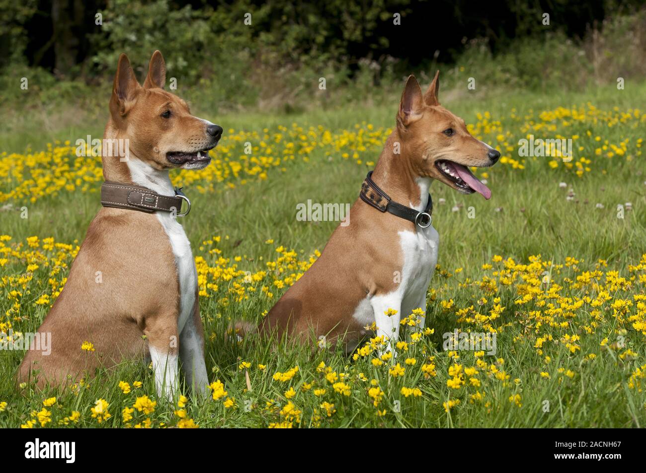 Basenji, African Bush Dog or Congo Dog Stock Photo