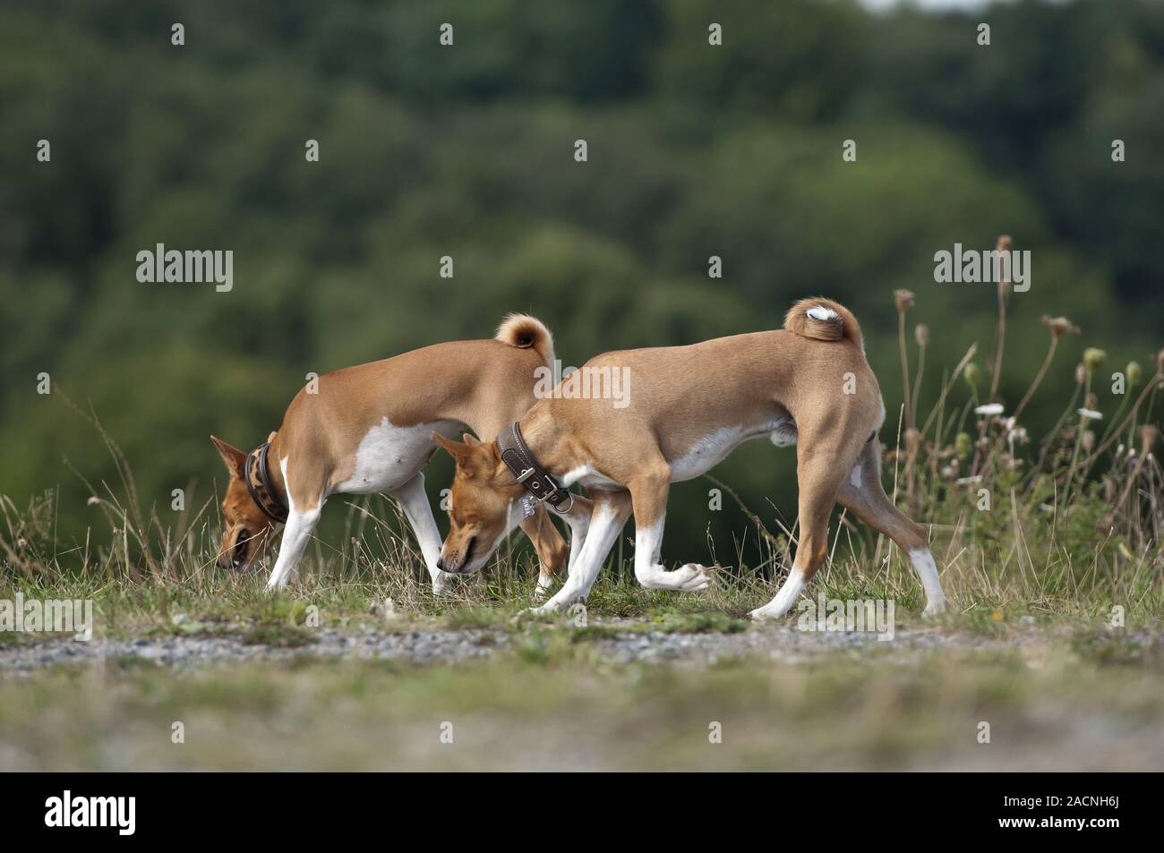 Basenji, African Bush Dog or Congo Dog Stock Photo