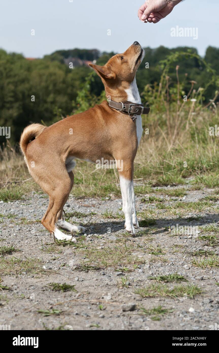 Basenji, African Bush Dog or Congo Dog Stock Photo