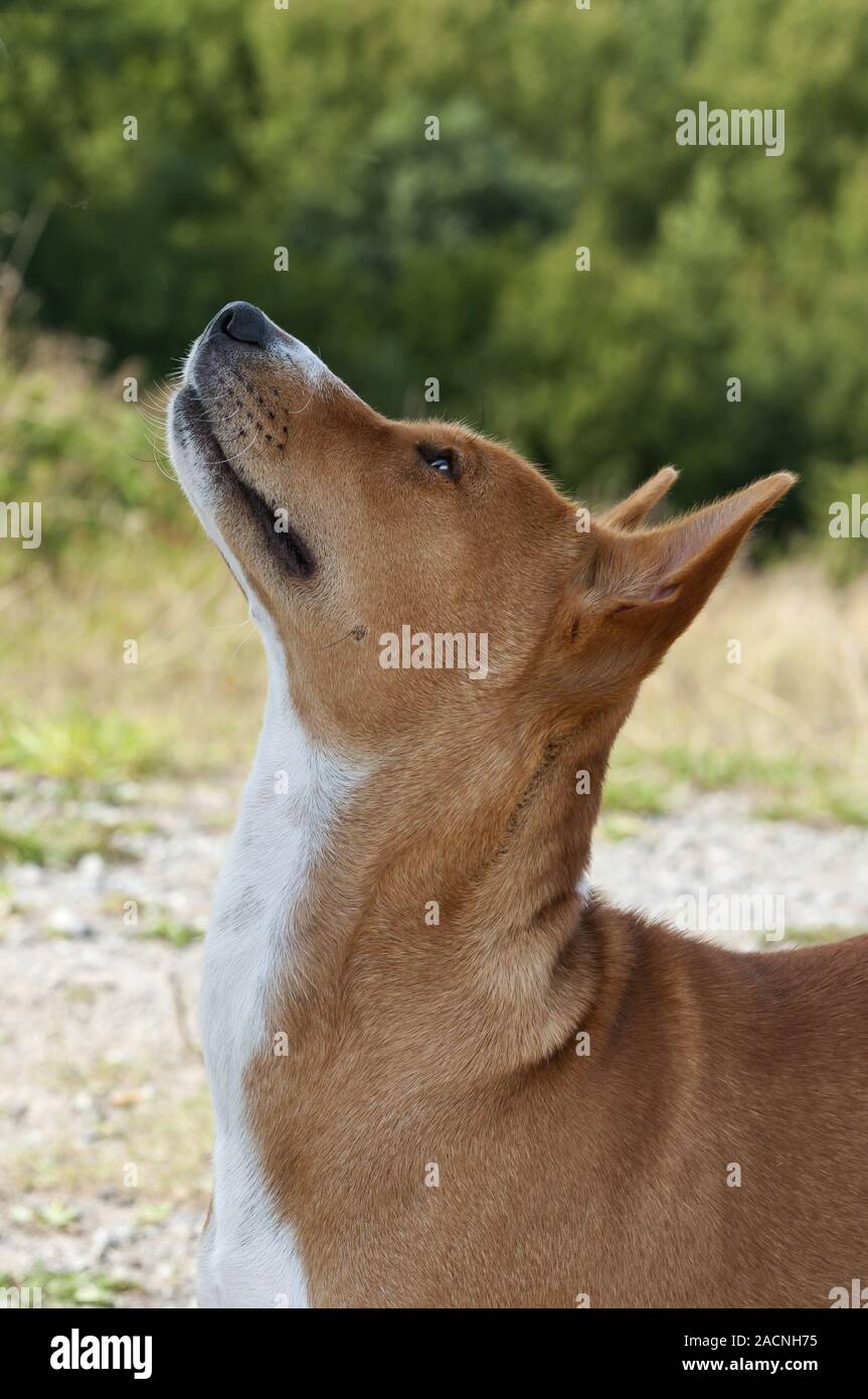 Basenji, African Bush Dog or Congo Dog Stock Photo