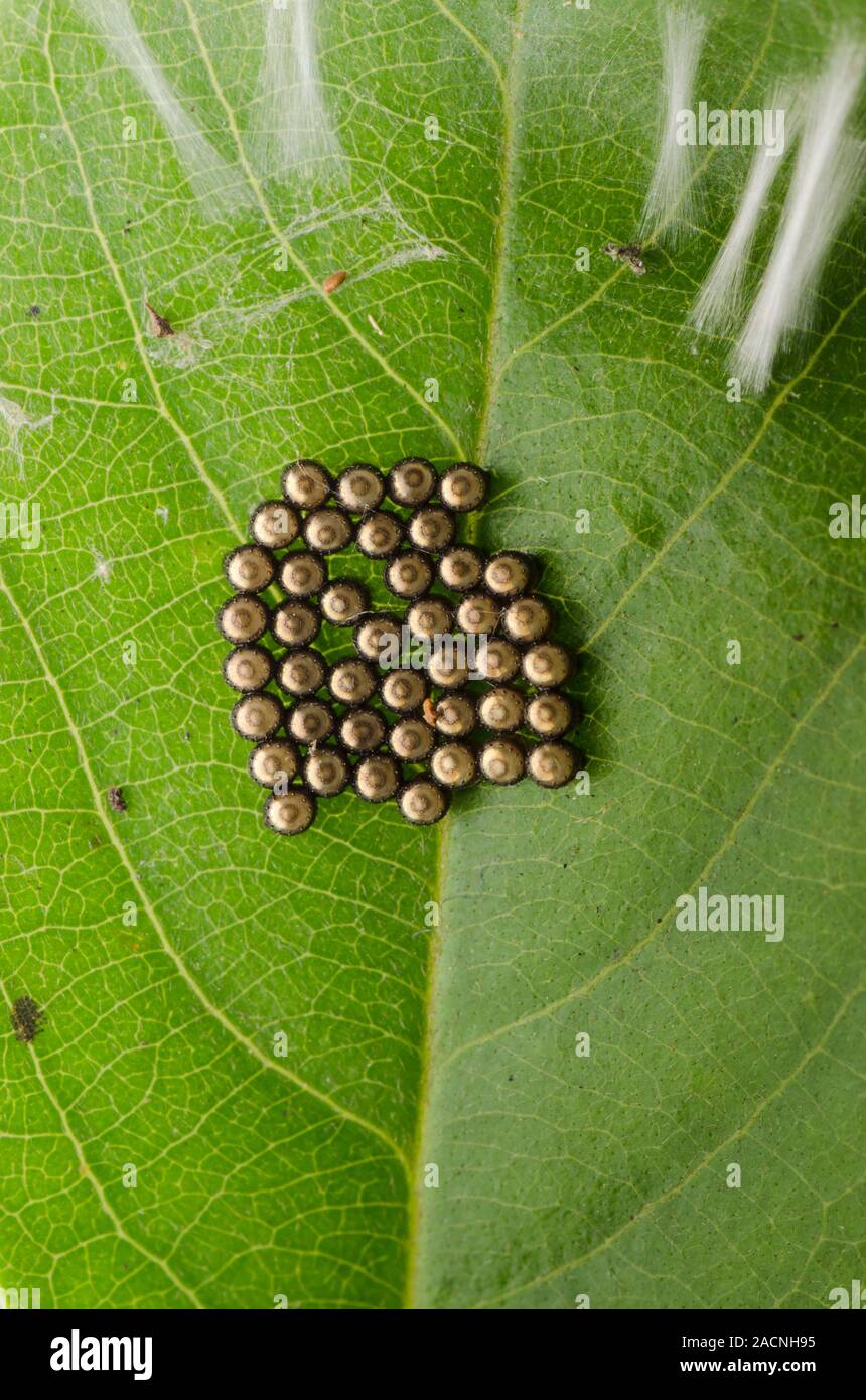 Stink bug eggs. Clutch of eggs laid on a leaf by a stink bug