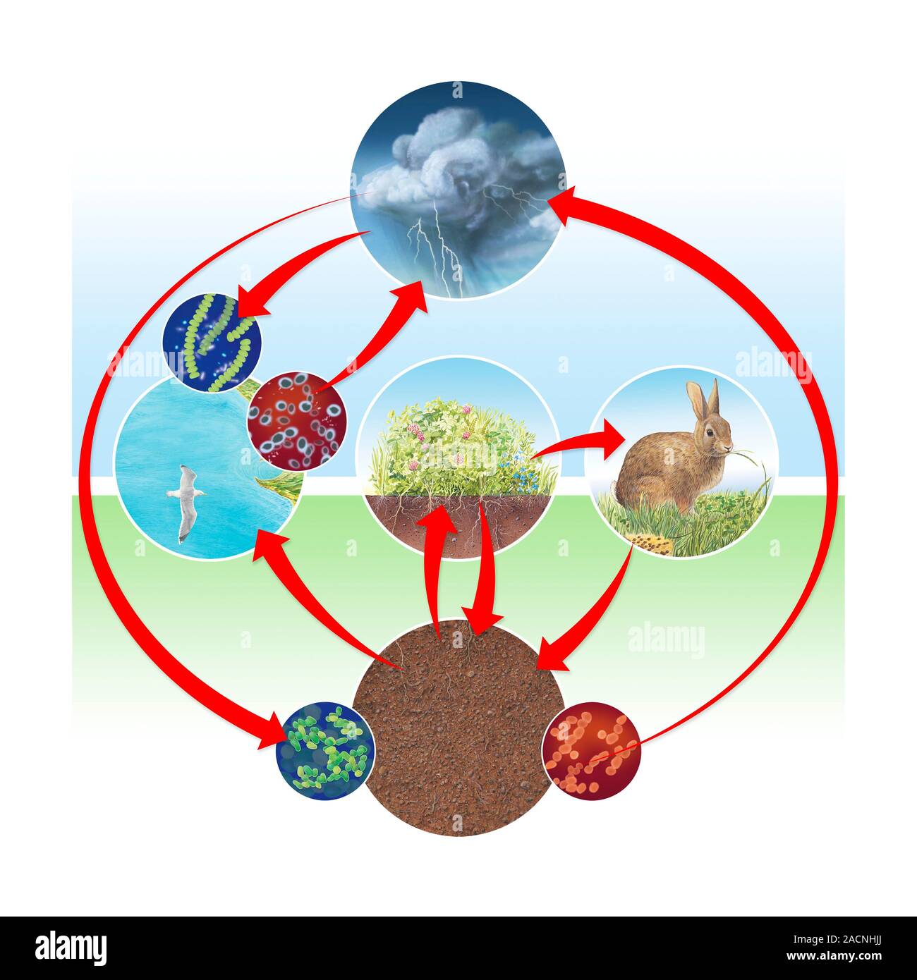 Nitrogen cycle. Diagram illustrating the global nitrogen cycle (red