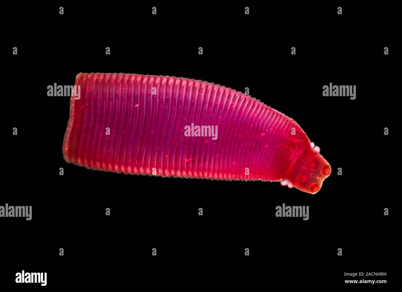 Paraneplocephala tapeworm. Light micrograph of a Paraneplocephala sp