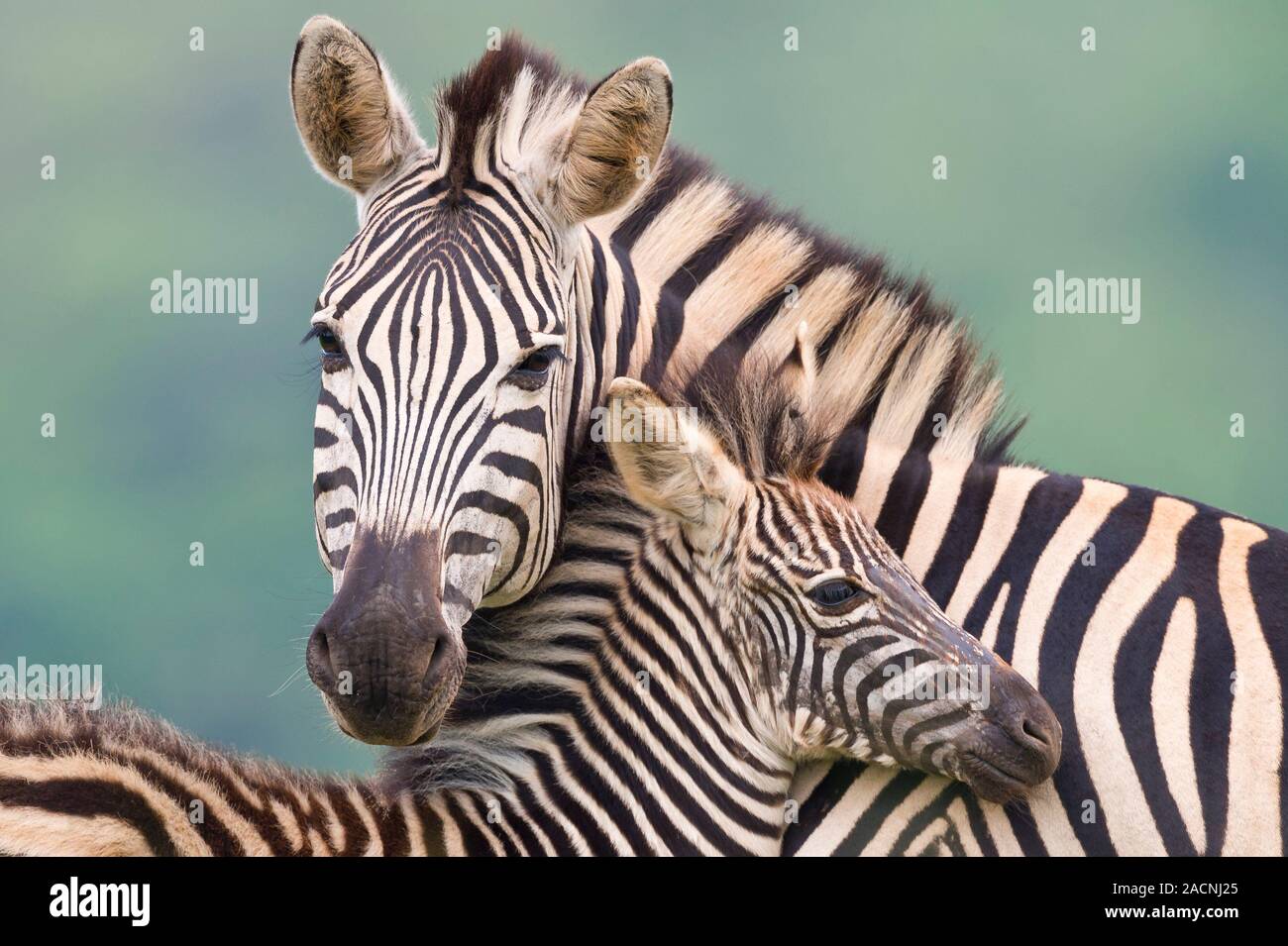 Plains zebra and foal. Female plains, or common, zebra (Equus quagga ...