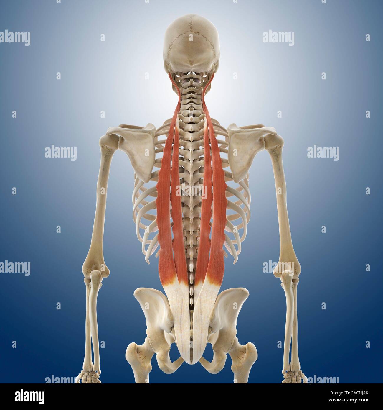 Back muscles. Computer artwork showing selected muscles of the back and