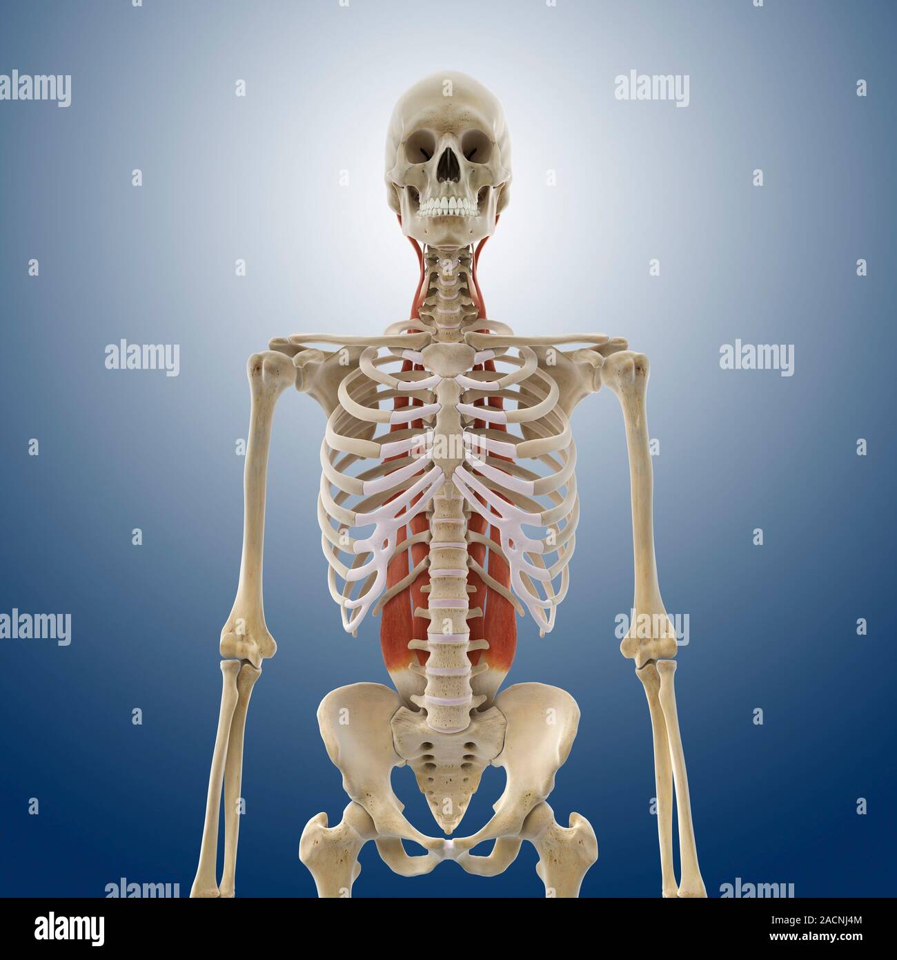 Back muscles. Computer artwork showing selected muscles of the back and