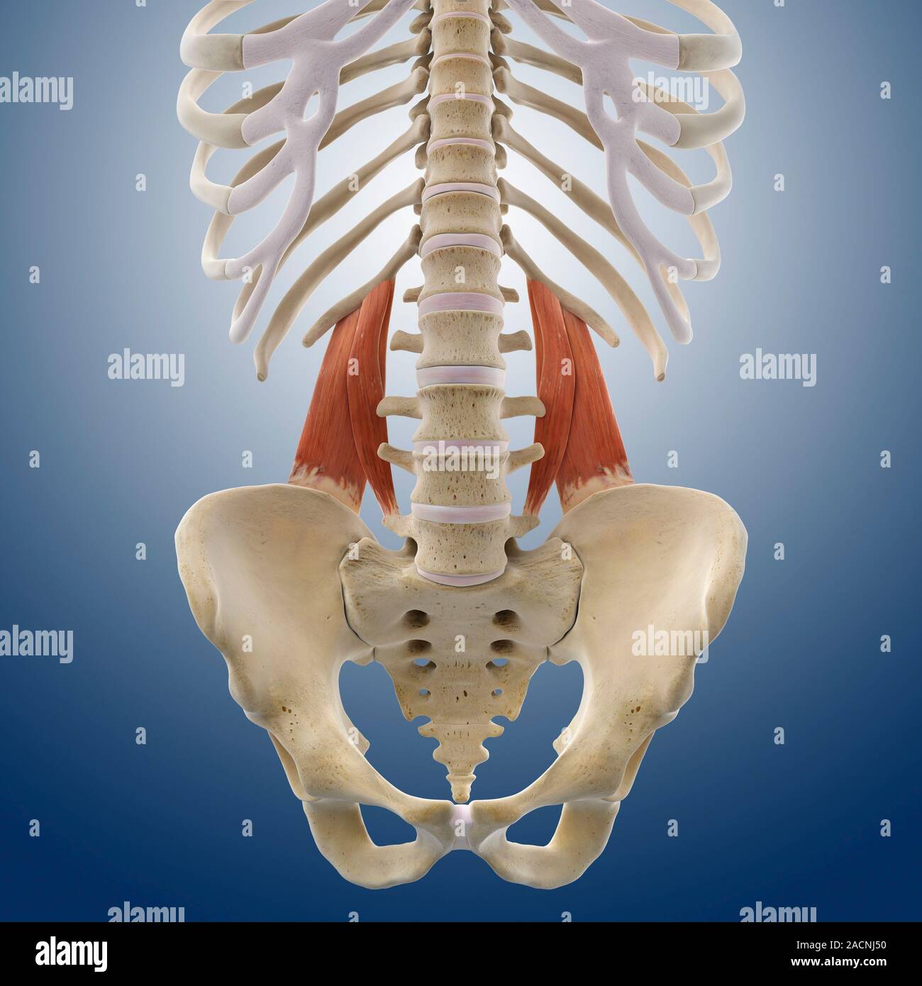 Lower Back Muscles. Computer Artwork Showing The Quadratus Lumborum 