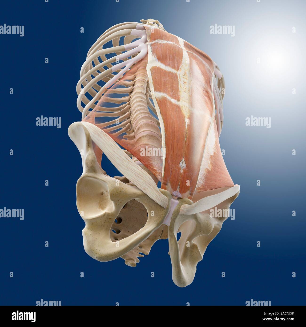 Abdominal muscles. Computer artwork of the rectus abdominis muscles ...