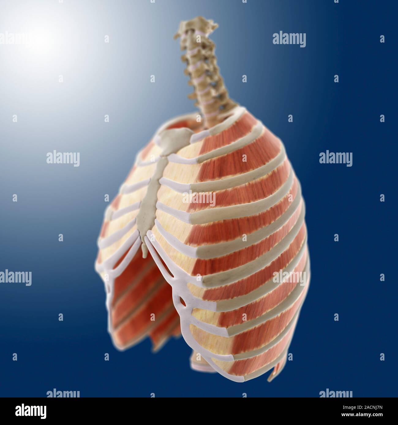 Intercostal muscles, computer artwork. The intercostal muscles are ...