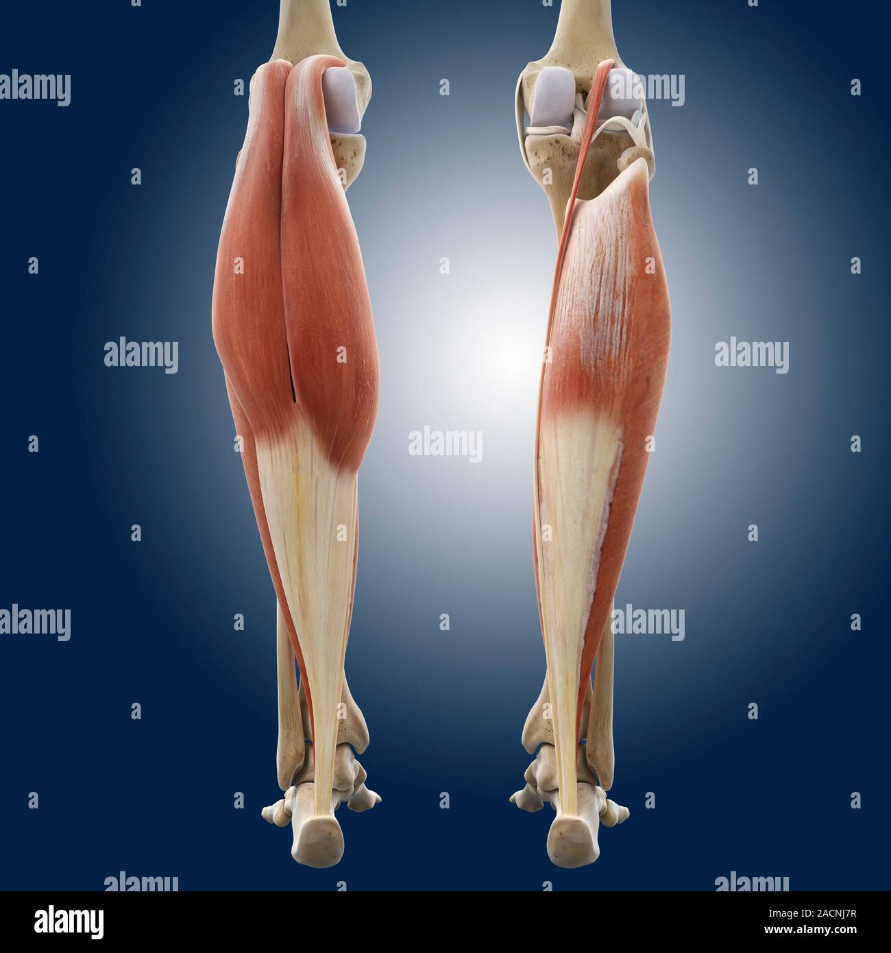 Calf muscles. Computer artwork of a posterior view of some of the