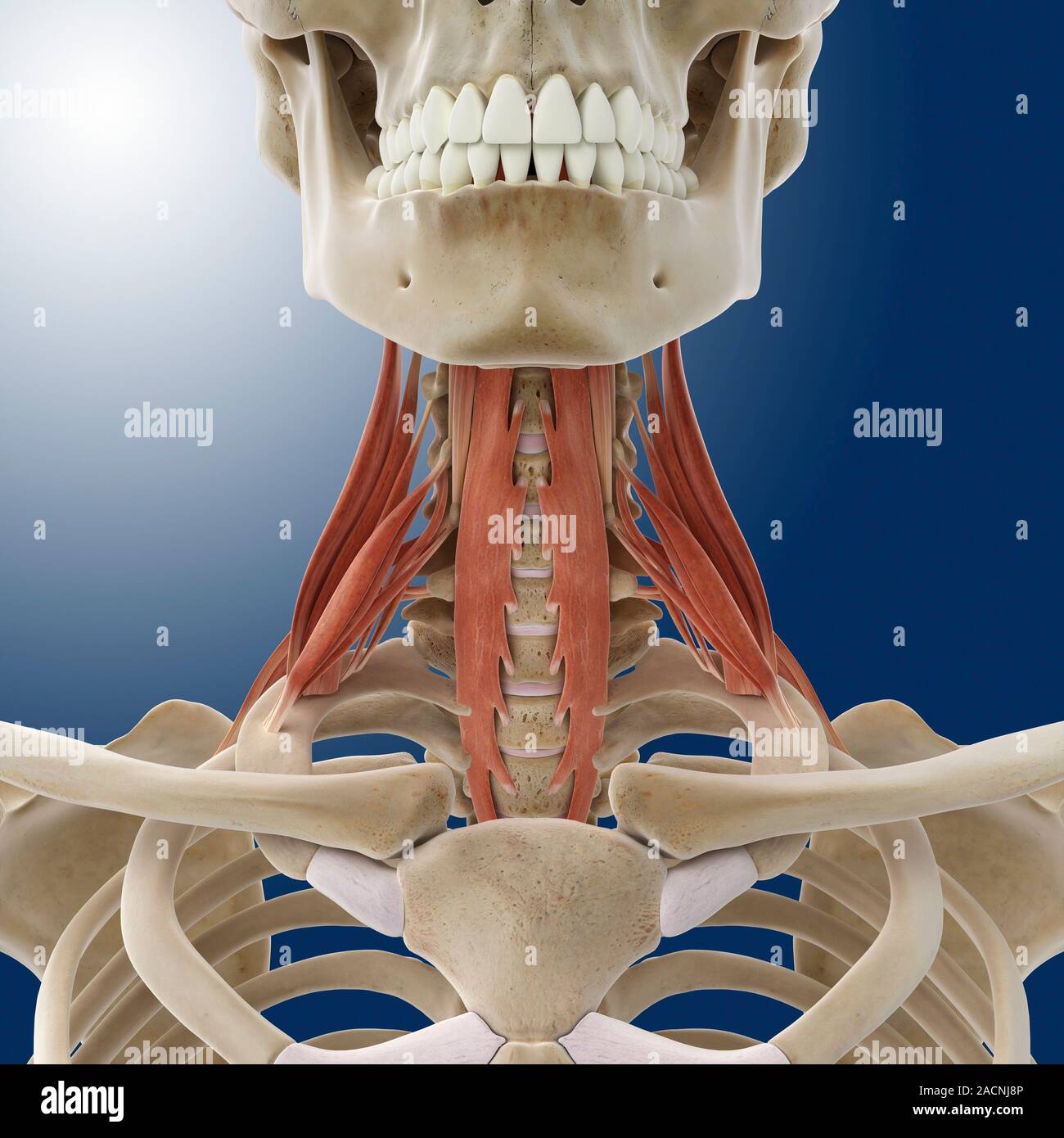 My Image 5