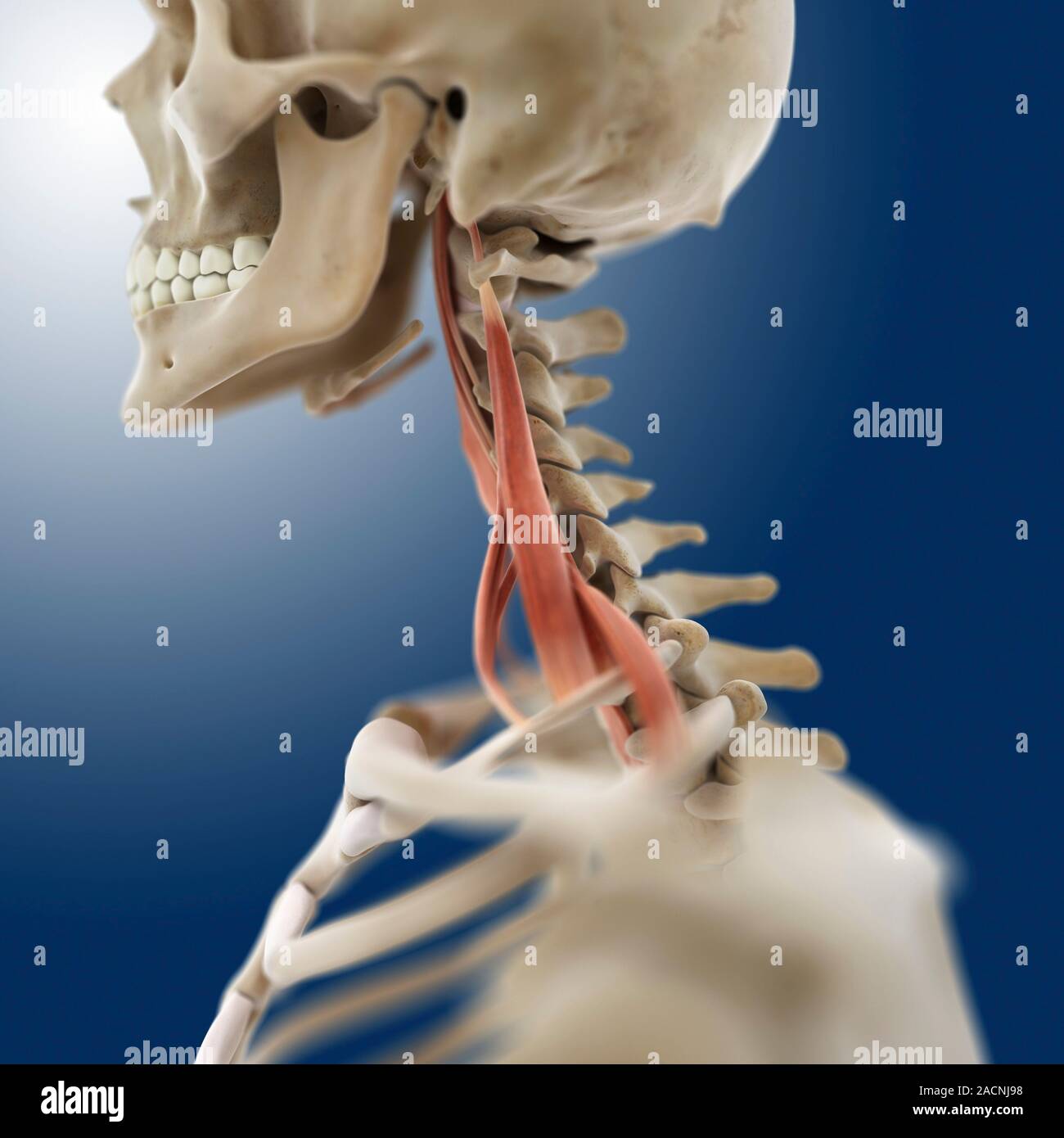 My Image 12