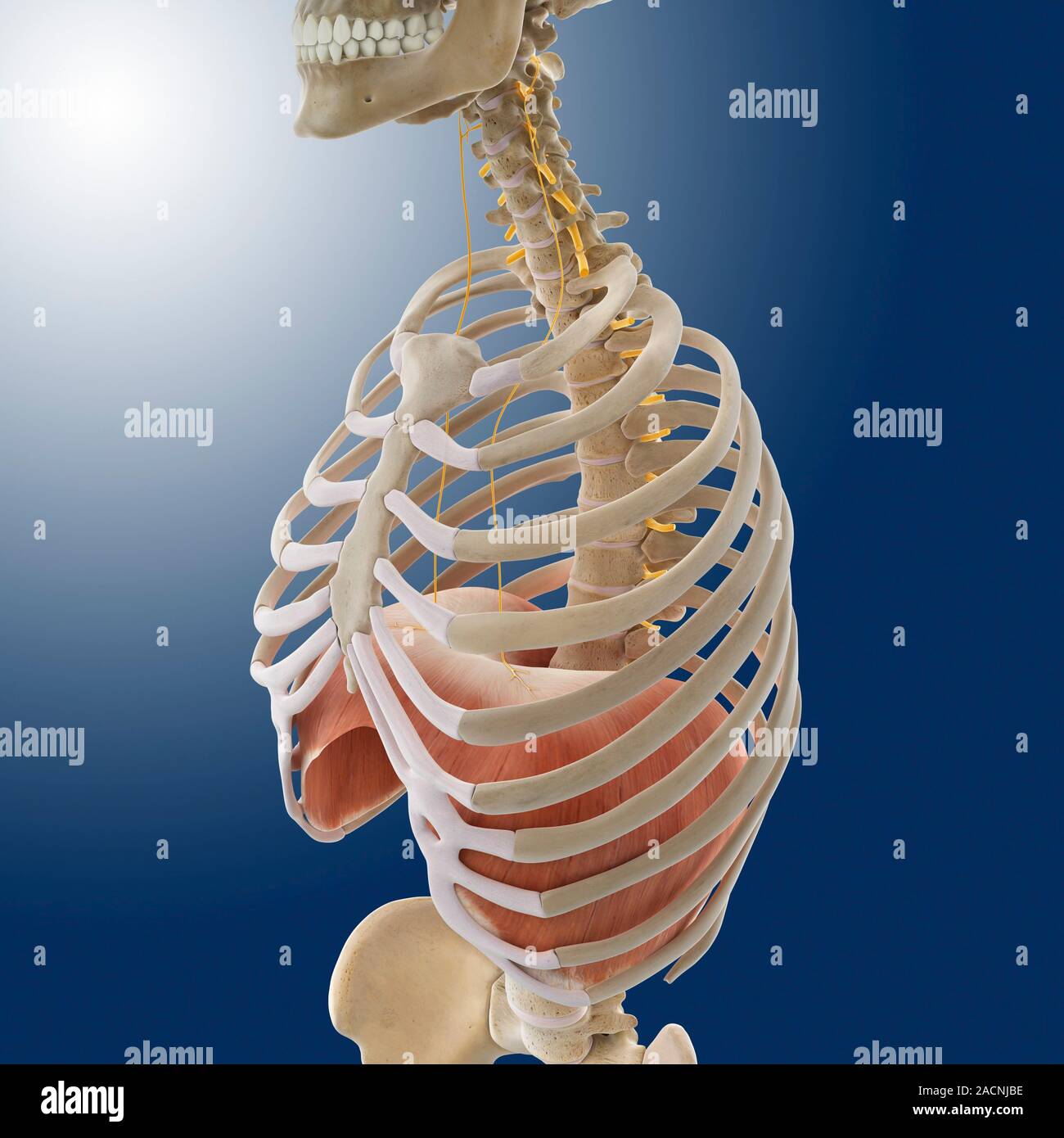 Phrenic nerves and diaphragm, computer artwork. The left and right