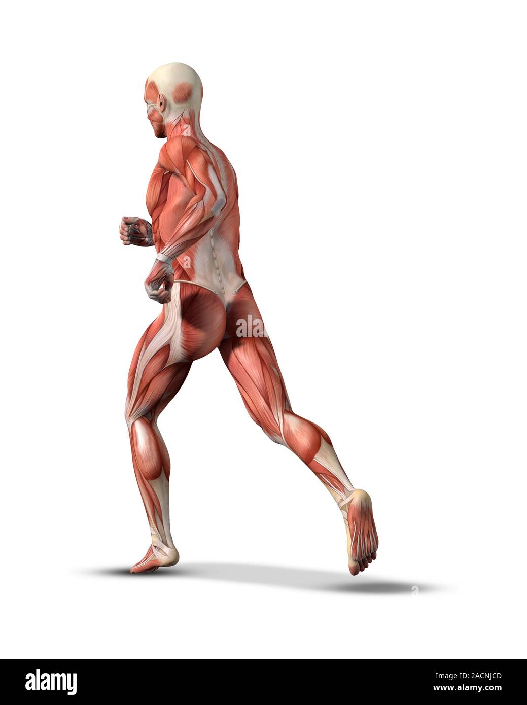 Male muscle structure. Computer artwork showing the muscle structure of ...