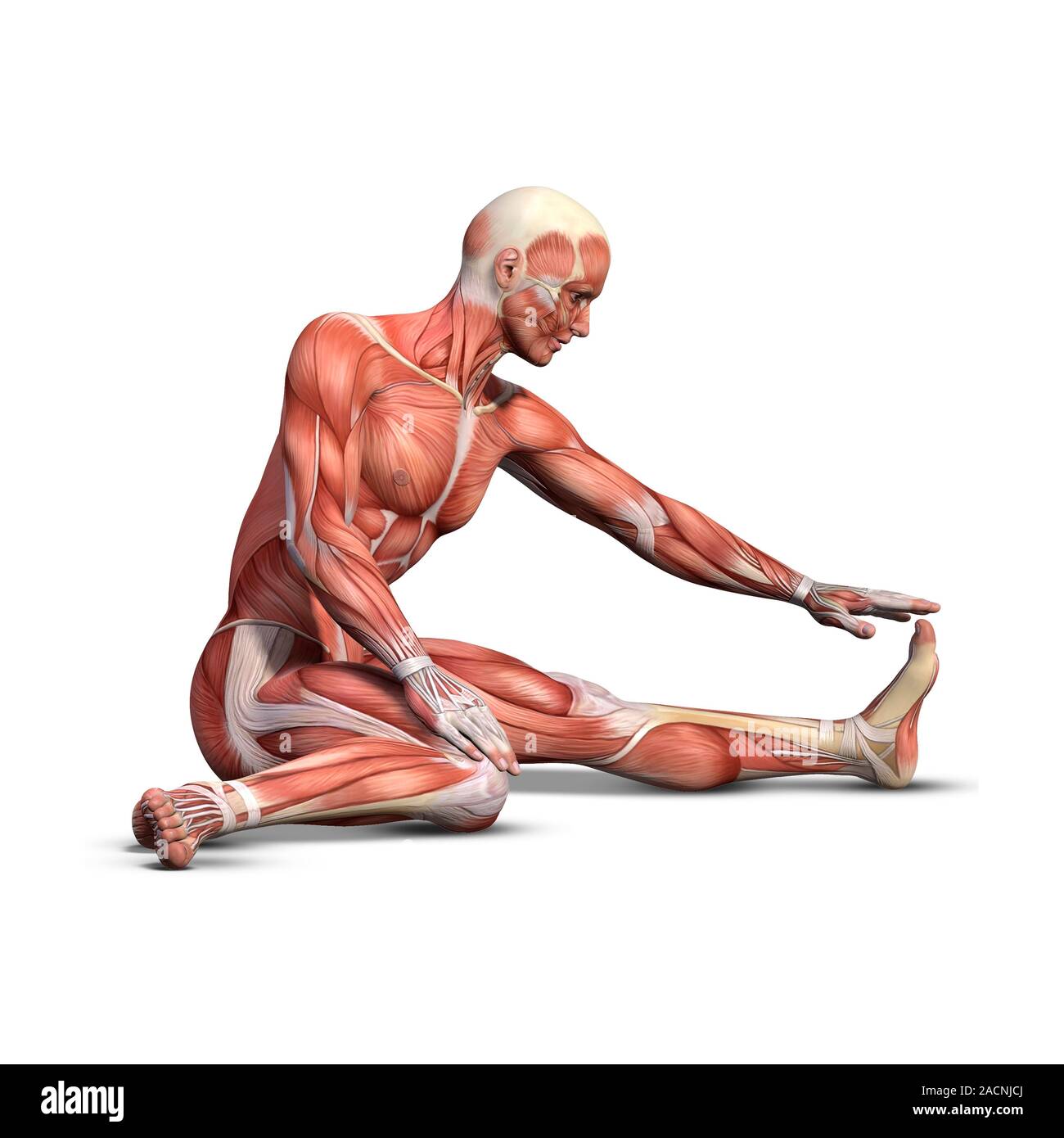 Male muscle structure. Computer artwork showing the muscle structure of ...