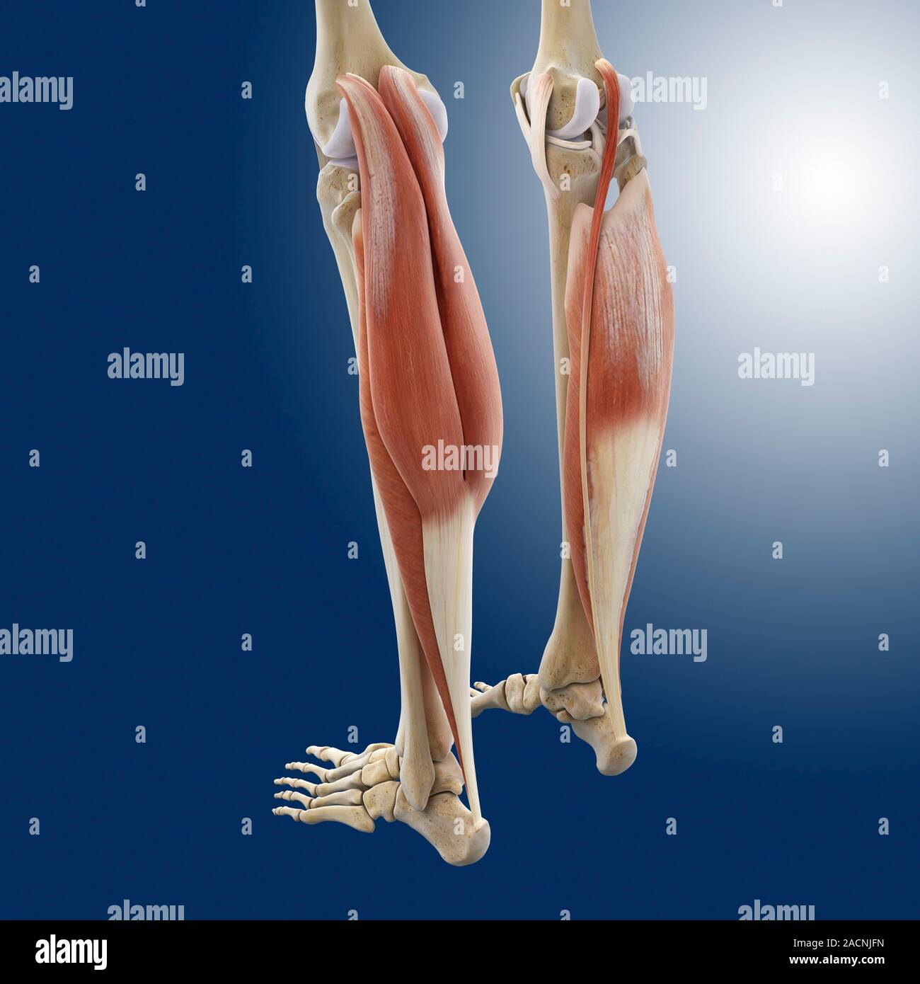 Calf muscles. Computer artwork of a posterior view of some of the