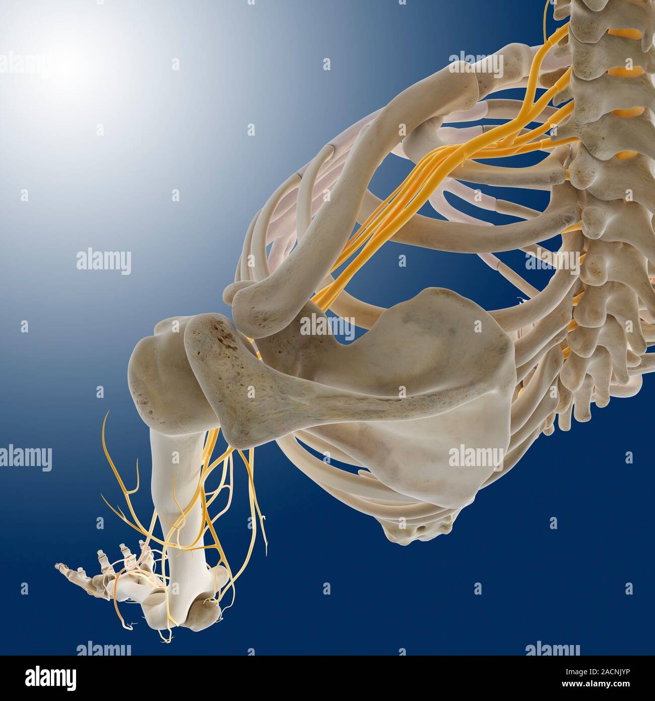 My Image 21