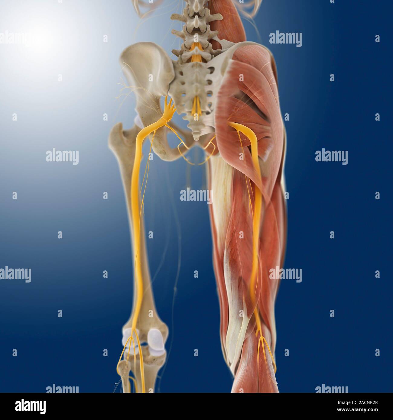 Lower body anatomy. Computer artwork showing the bones (cream), muscles (pink), nerves (yellow) and ligaments and tendons (white) of the lower body. A Stock Photo