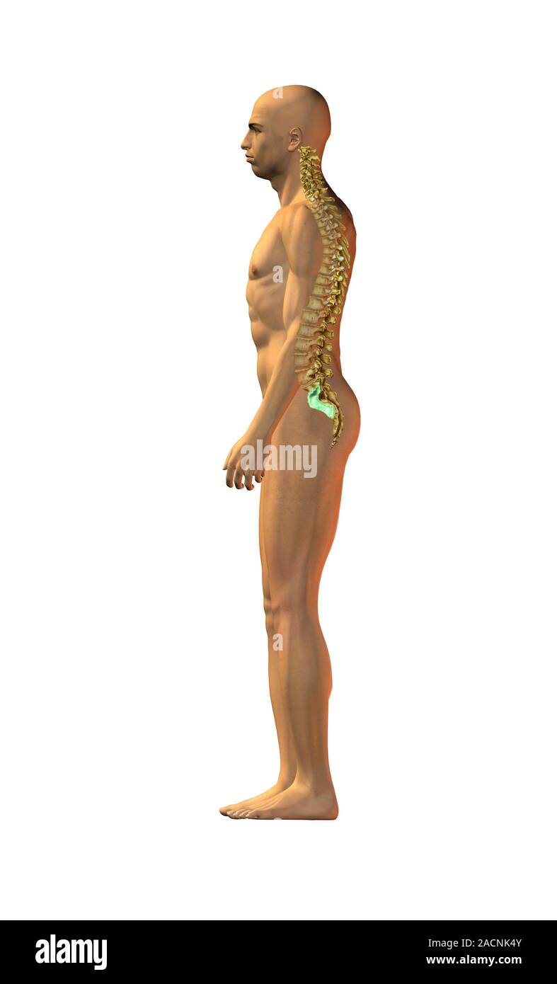 Normal spinal posture. Artwork of a man standing in an upright