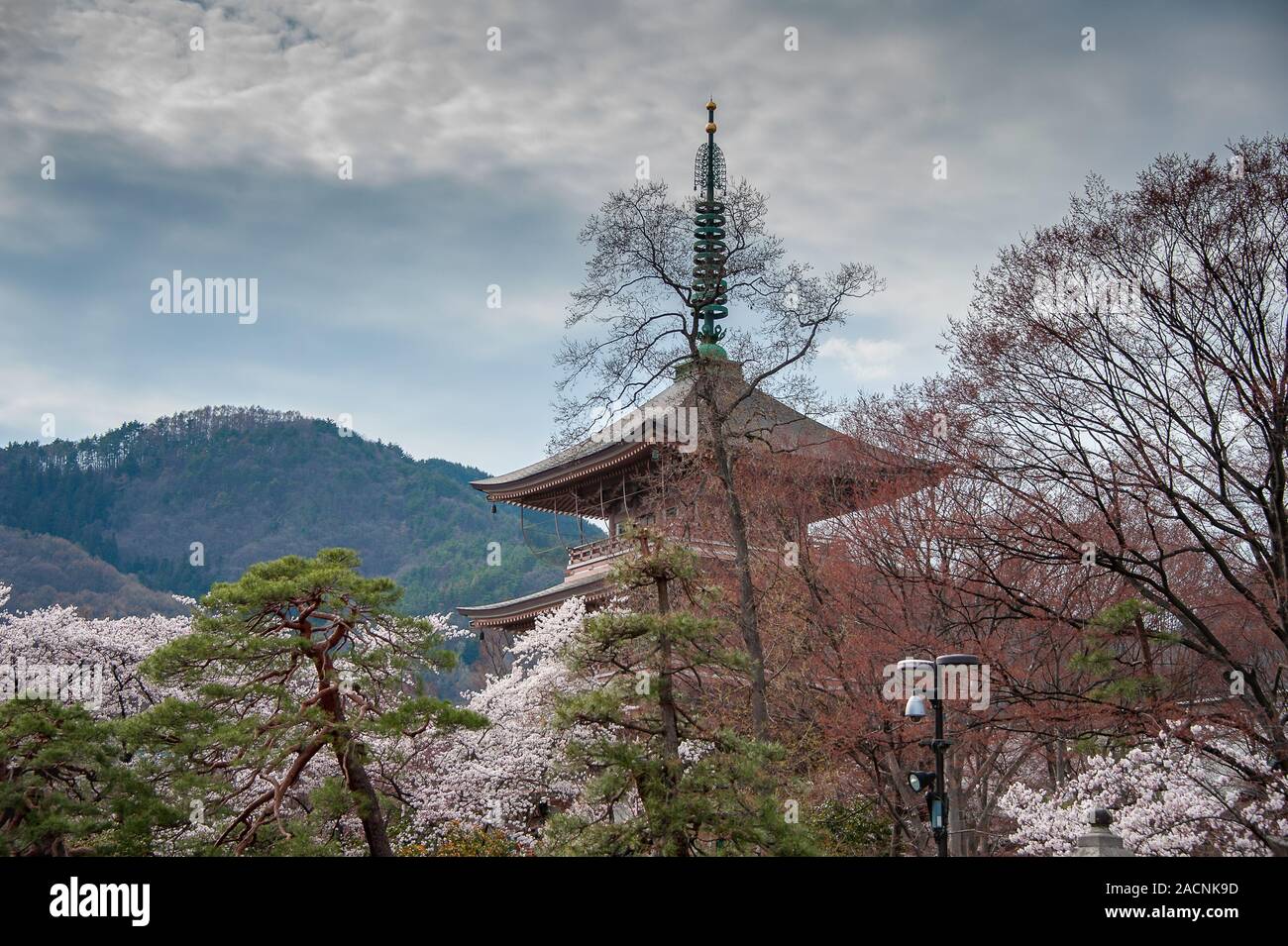 Zenkoji Temple History Museum (Nihon Chureidon), surrounded by springtime Cherry Blossom Stock Photo